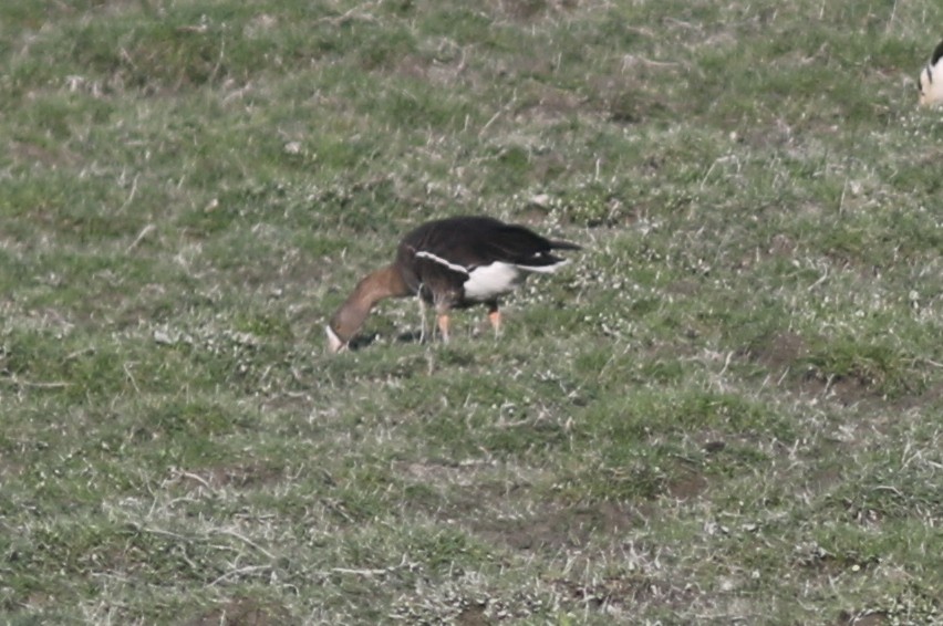 Lesser White-fronted Goose - ML514468981