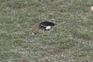 Lesser White-fronted Goose, ML514468981