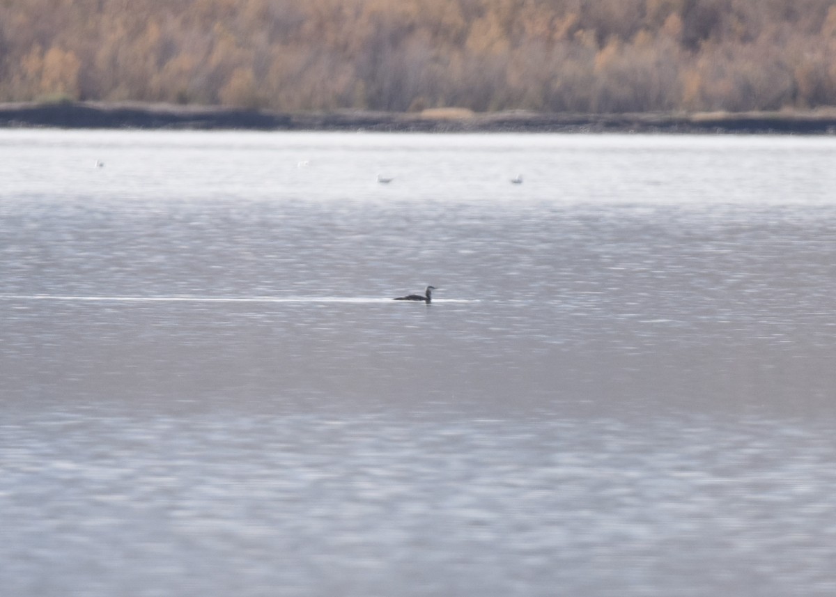 Red-throated Loon - ML514469011