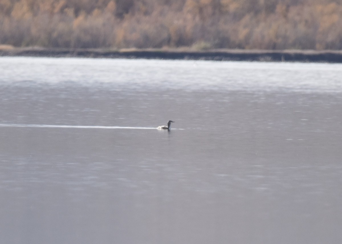 Red-throated Loon - ML514469021