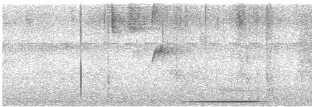 holub bledoprsý - ML514470341