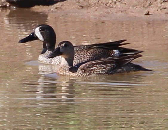 Blue-winged Teal - ML51447151