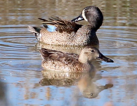 Blue-winged Teal - ML51447201