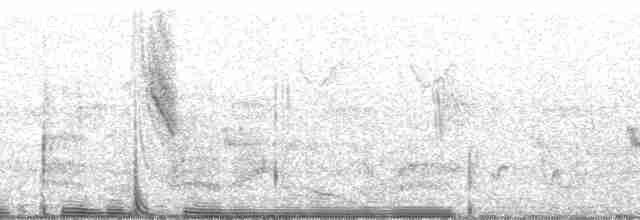 Weißbrust-Raupenfänger - ML51448