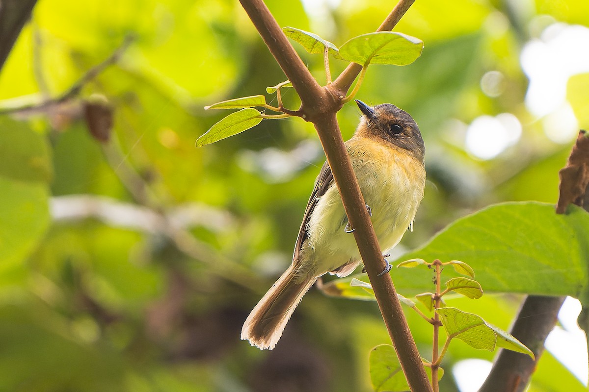 Rufous-breasted Flycatcher - ML514480011