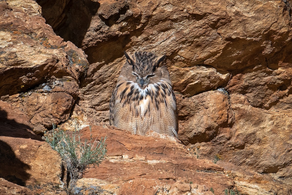 Eurasian Eagle-Owl - Yash Kothiala