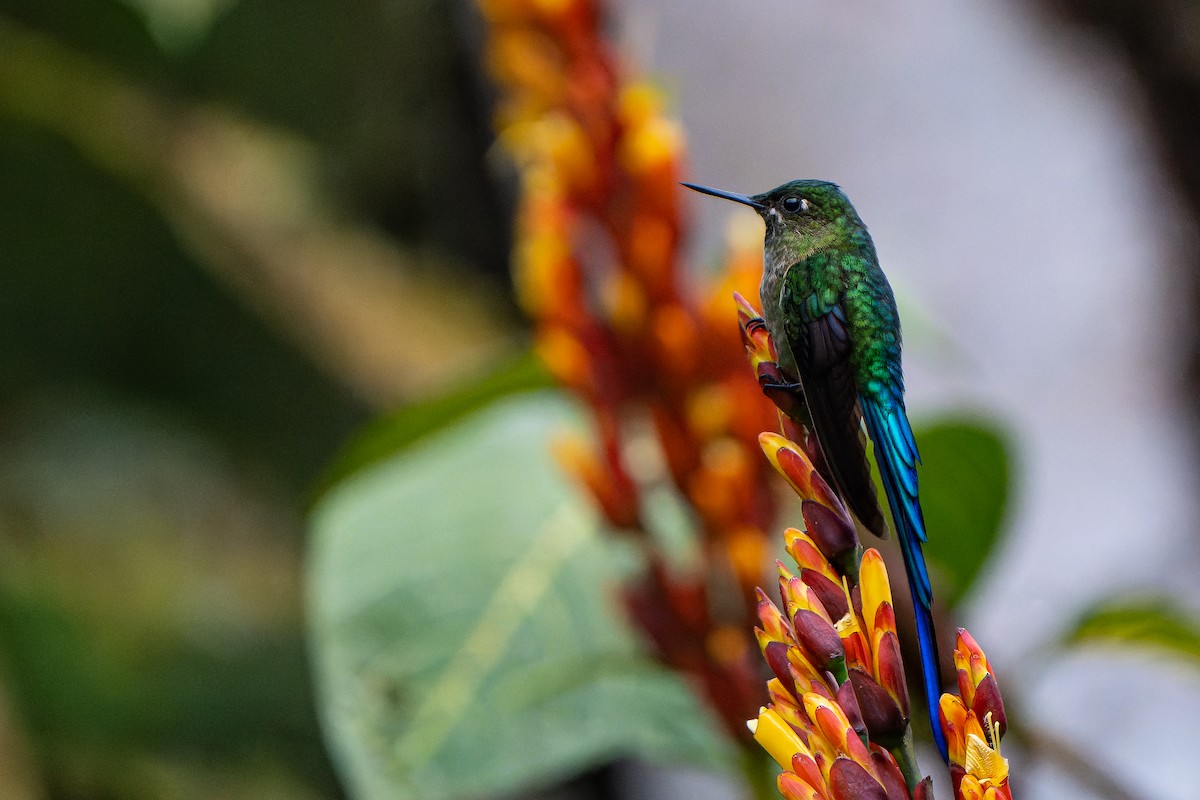Violet-tailed Sylph - ML514482401