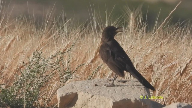 Eurasian Blackbird - ML514484971