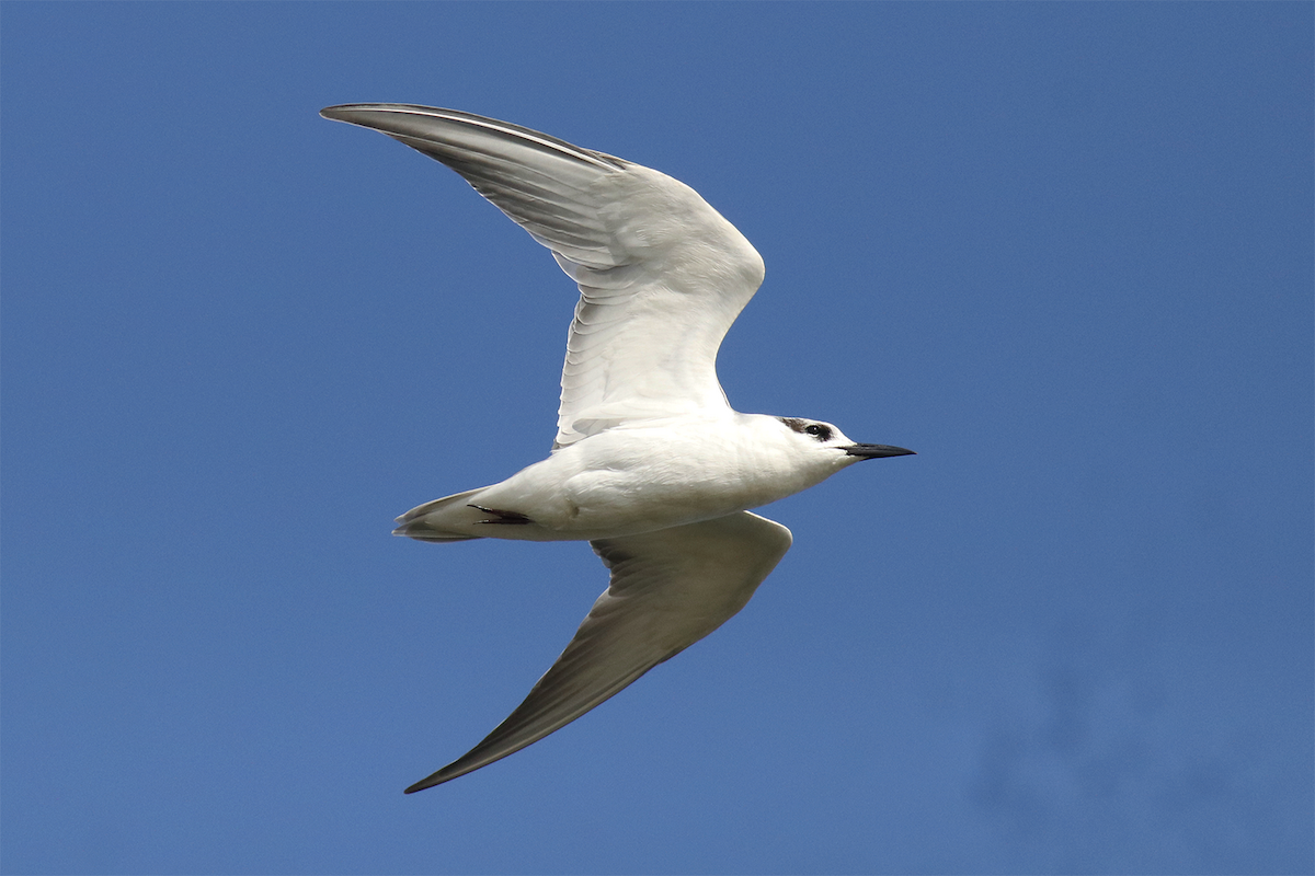 White-winged Tern - Manod Taengtum