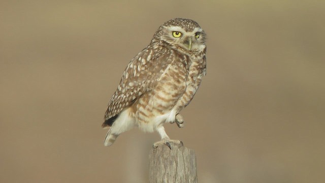 Burrowing Owl - ML514485471