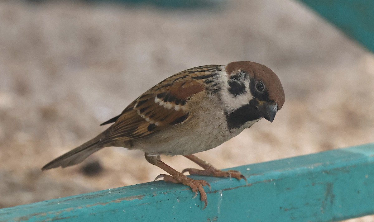 Eurasian Tree Sparrow - ML514496661