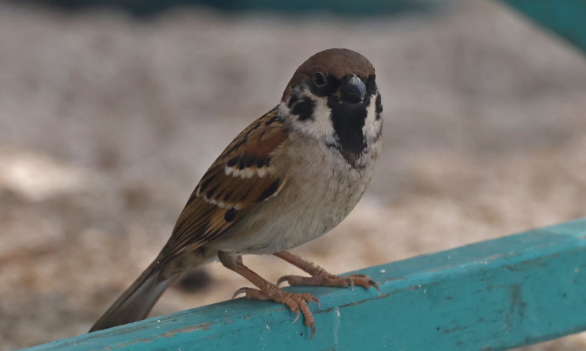 Eurasian Tree Sparrow - ML514496671