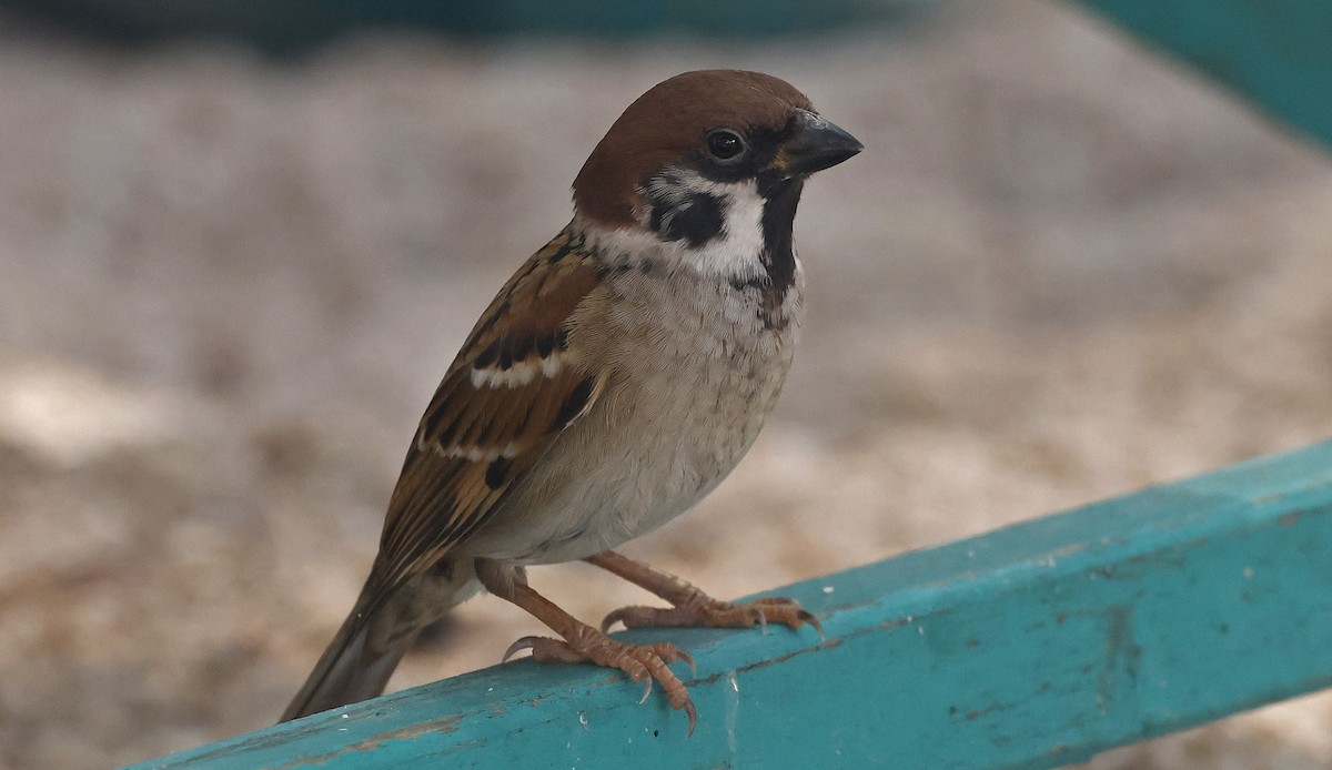 Eurasian Tree Sparrow - ML514496681