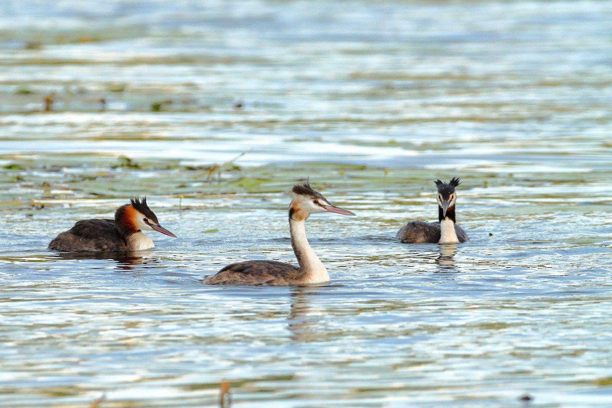 Great Crested Grebe - ML514496921