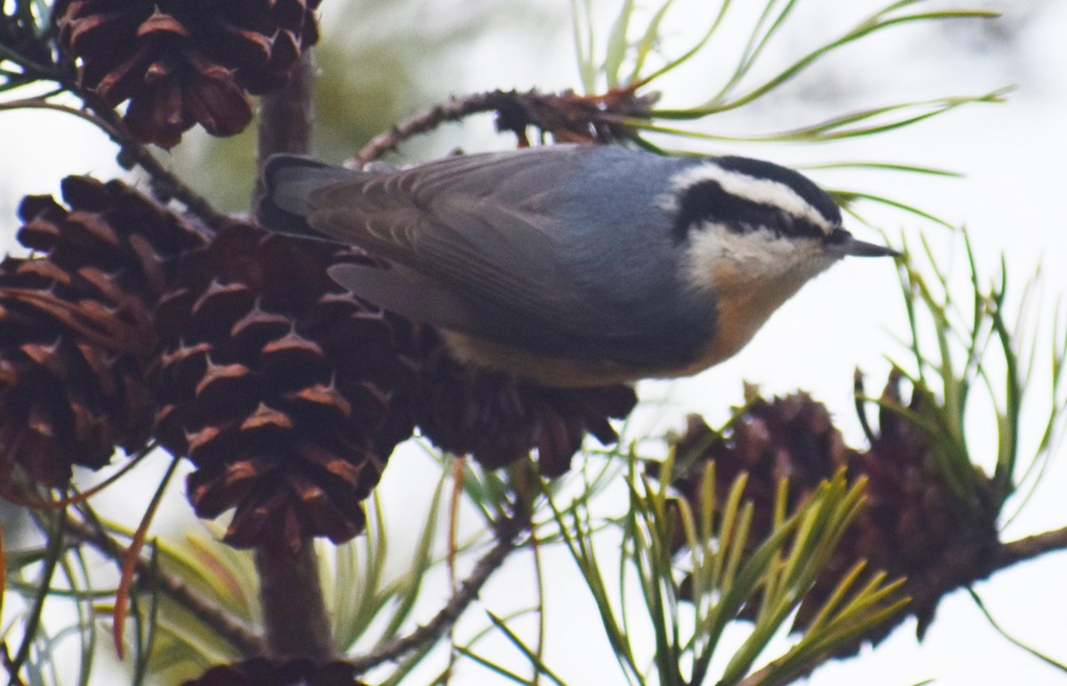 Red-breasted Nuthatch - ML514506751