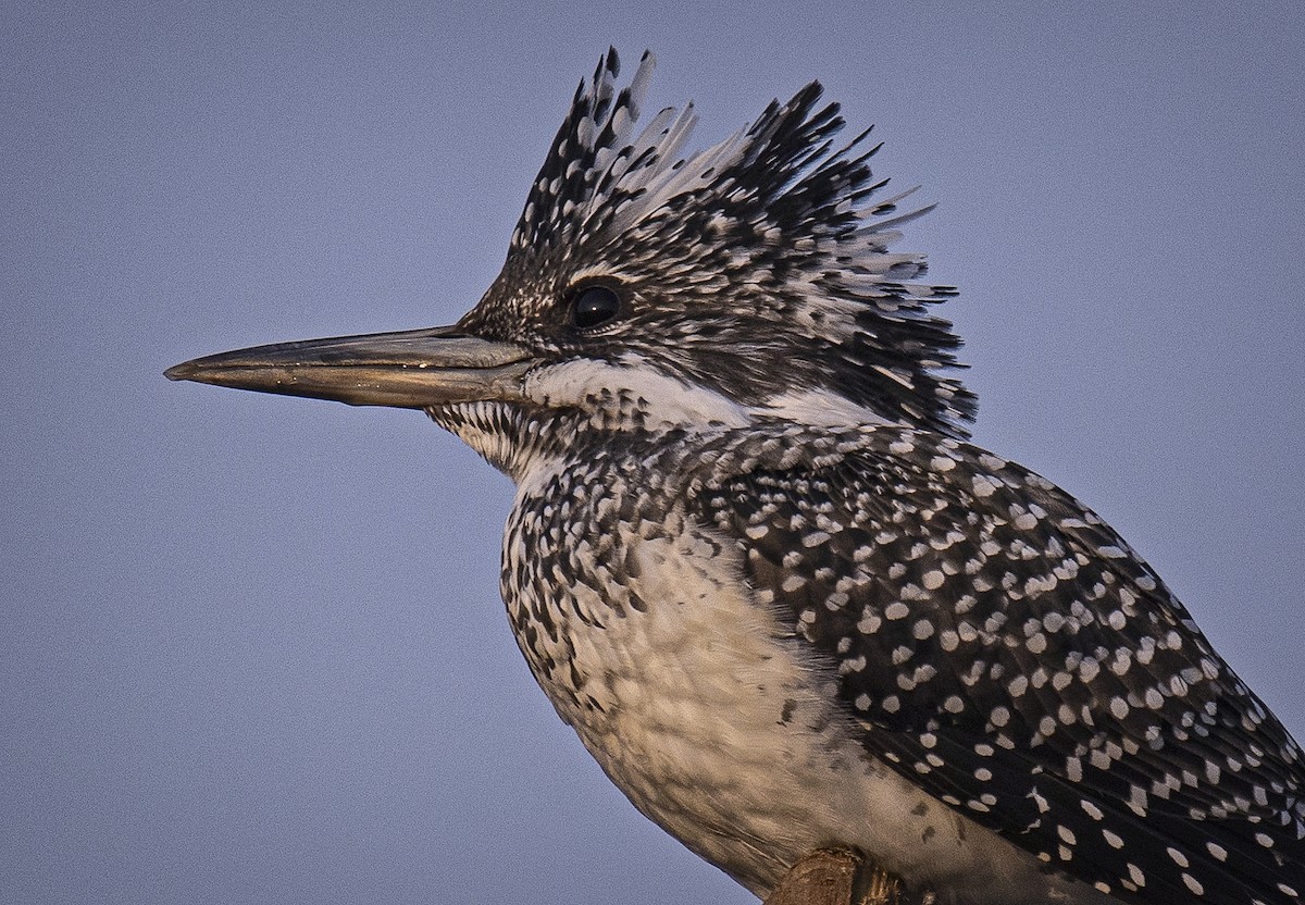 Crested Kingfisher - ML514508041