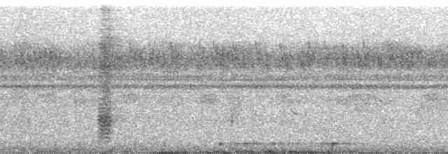 Kara Paçalı Barbet (macclounii) - ML51451