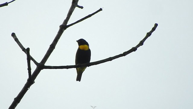 Golden-chested Tanager - ML514511221