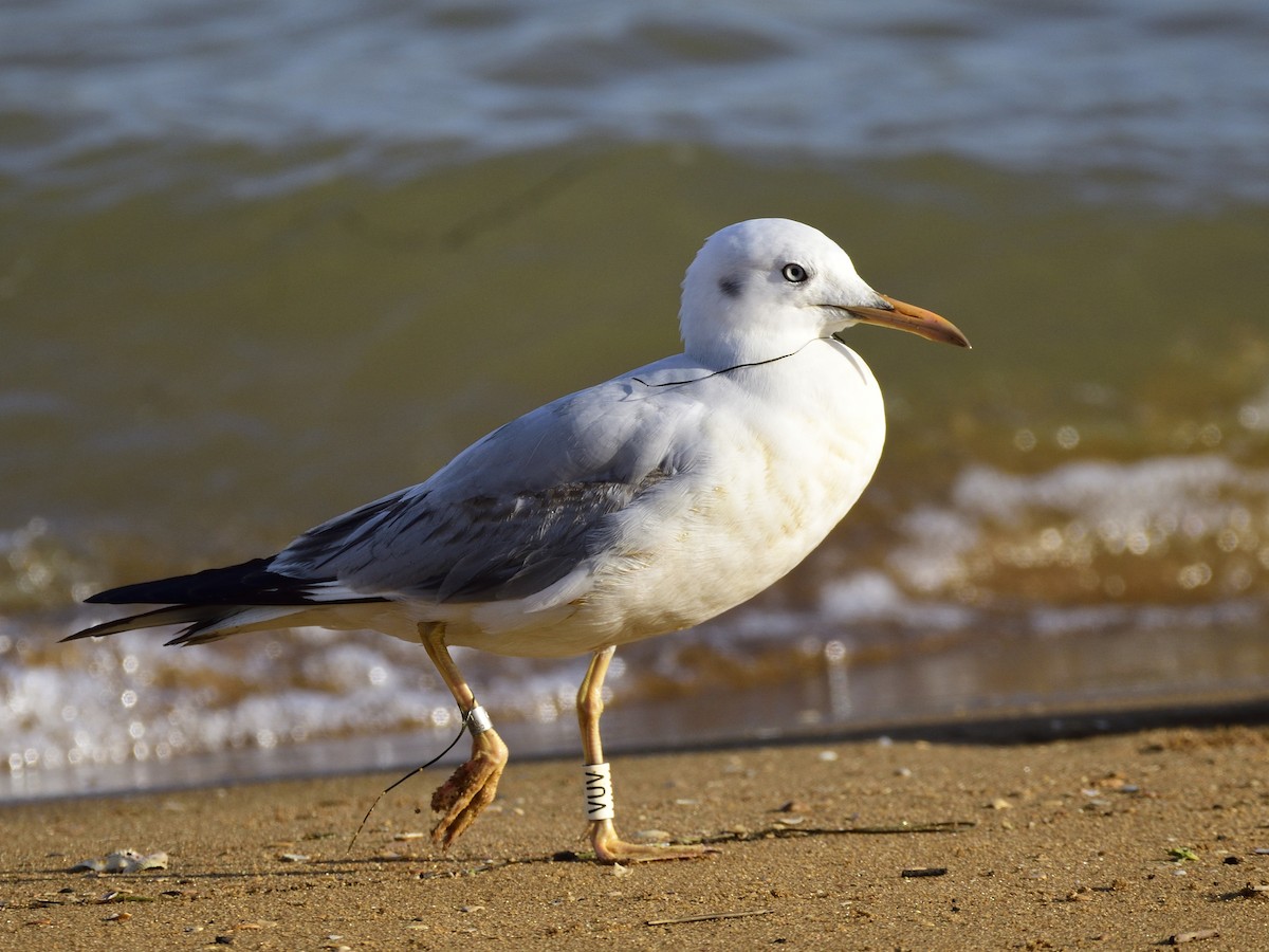 Slender-billed Gull - Carlos Carmona