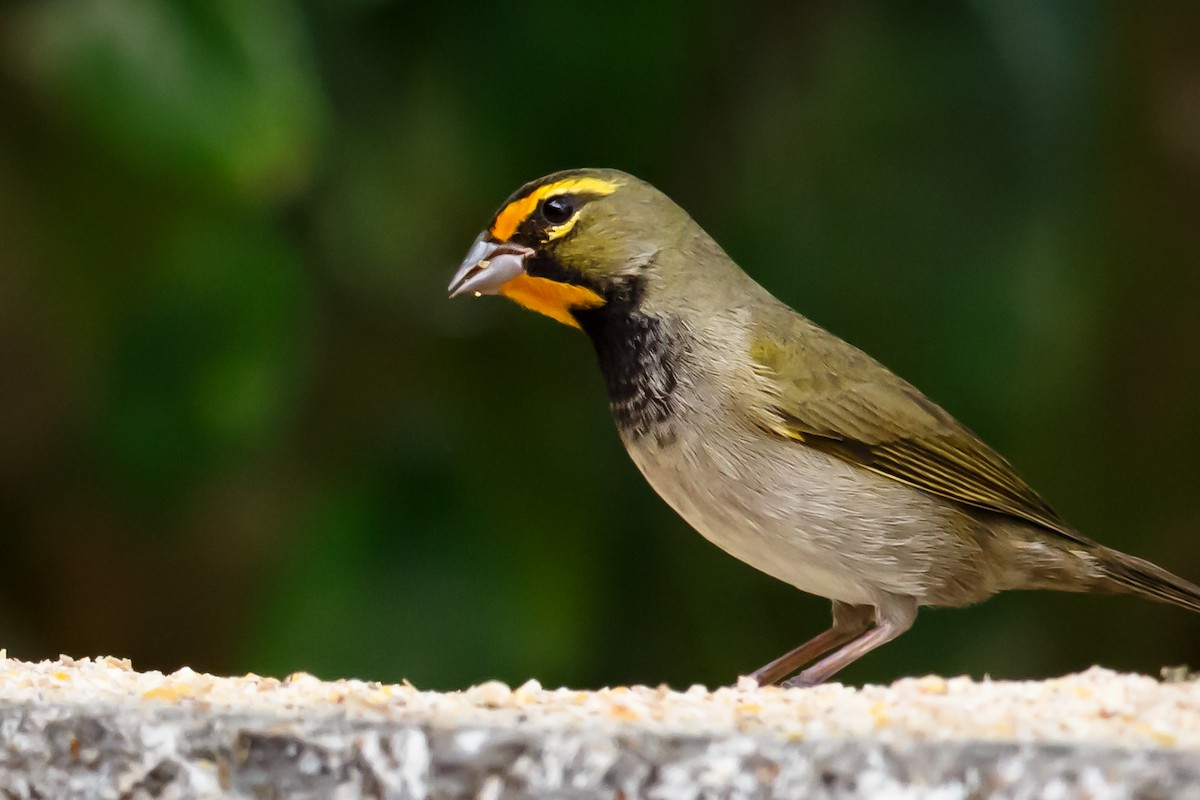 Yellow-faced Grassquit - Carole Rose