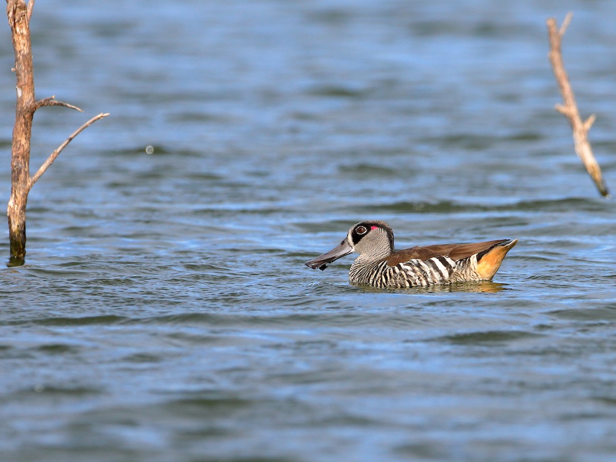 Pink-eared Duck - Rolo Rodsey
