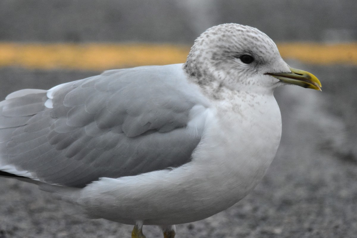 Common Gull (European) - Robert Lange