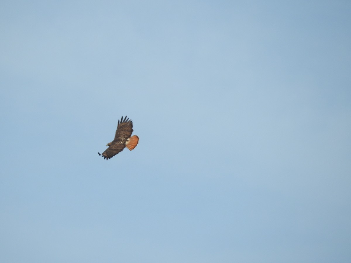 Red-tailed Hawk - ML514520531