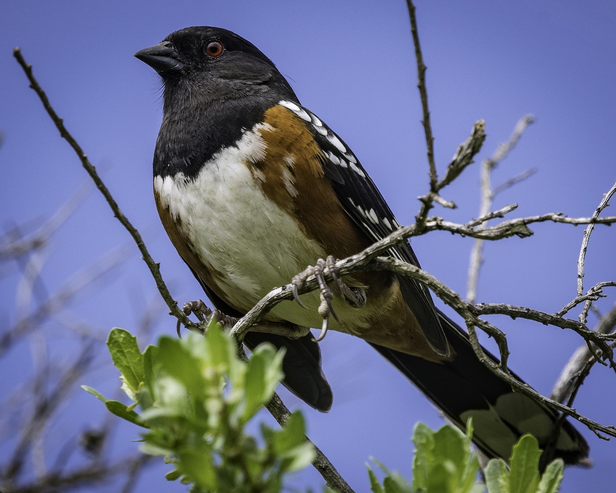 Spotted Towhee - ML51452491