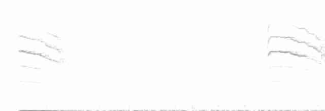 Gobemoucheron tropical (atricapilla) - ML514528531