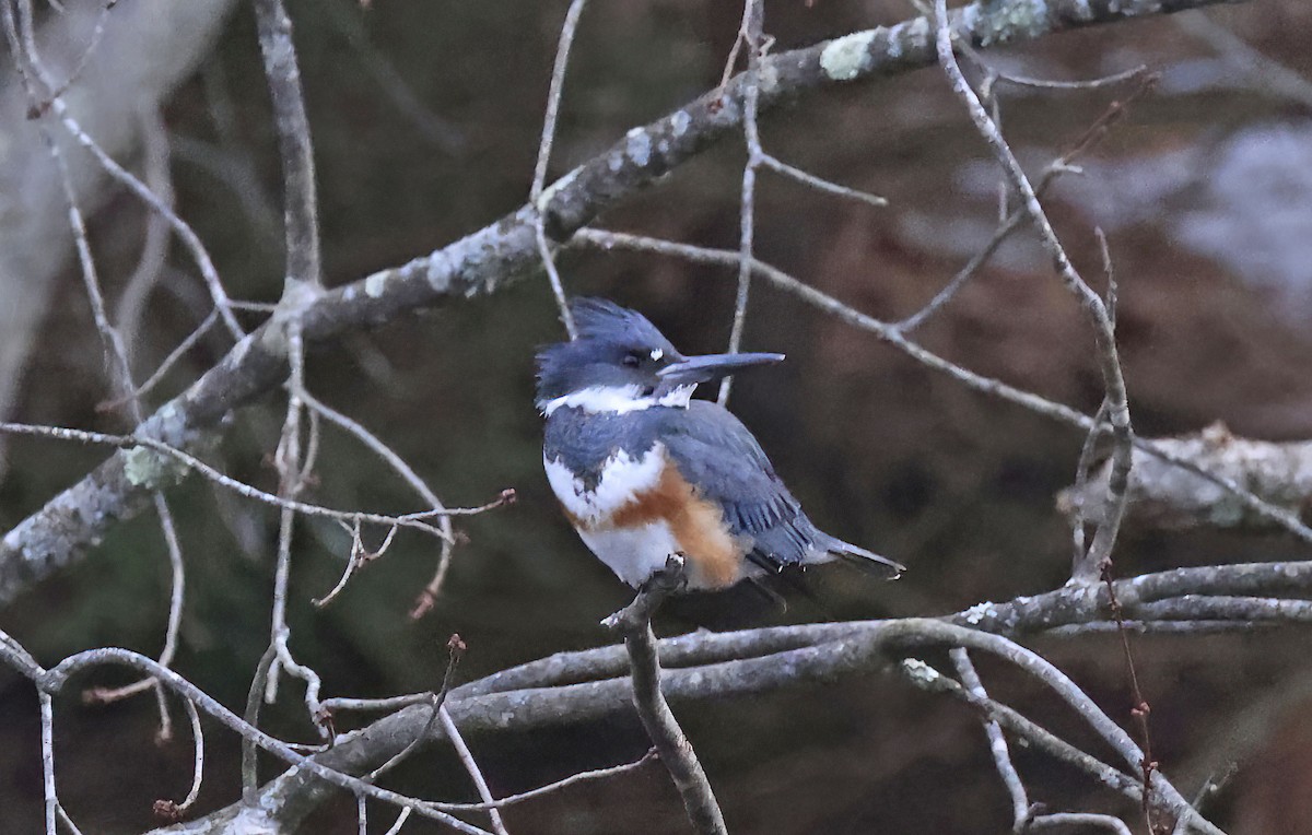 Belted Kingfisher - ML514530221