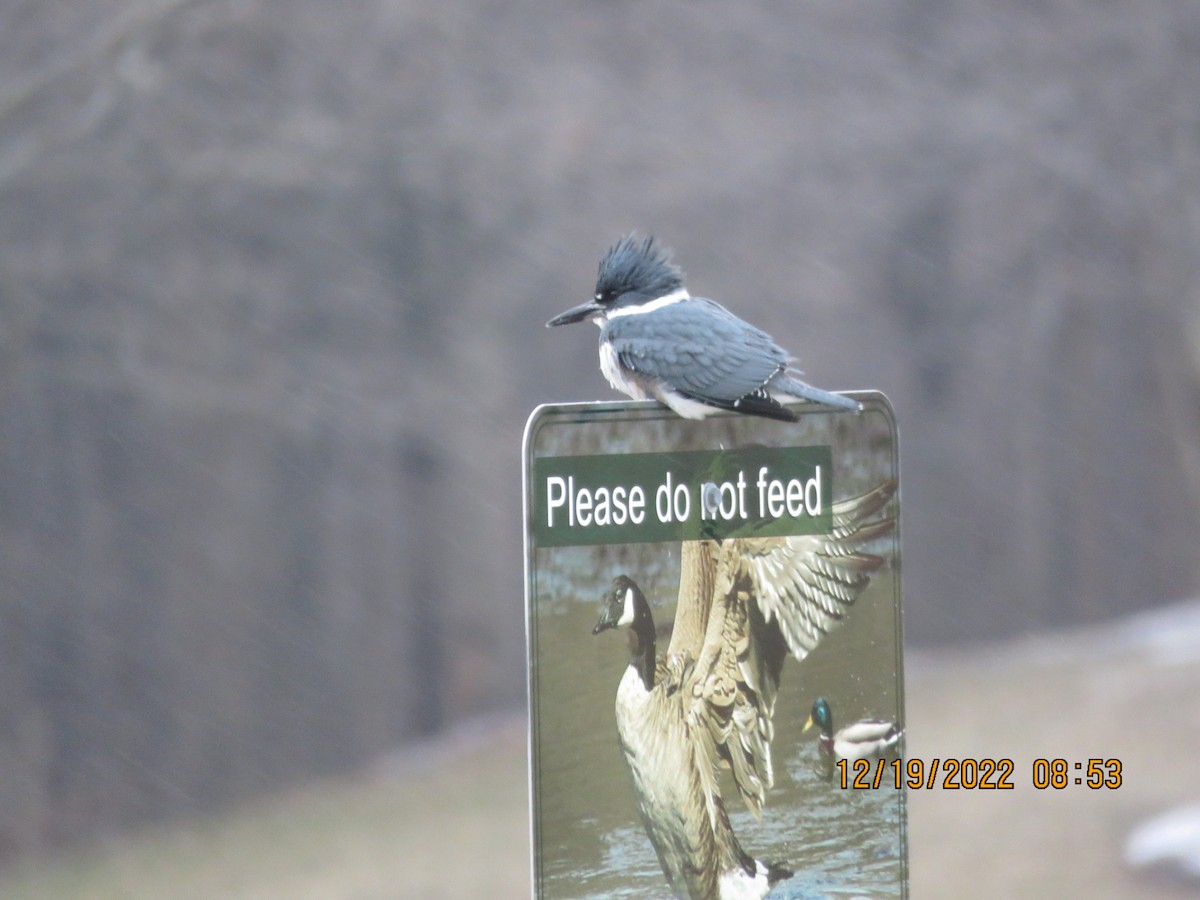 Belted Kingfisher - ML514530561