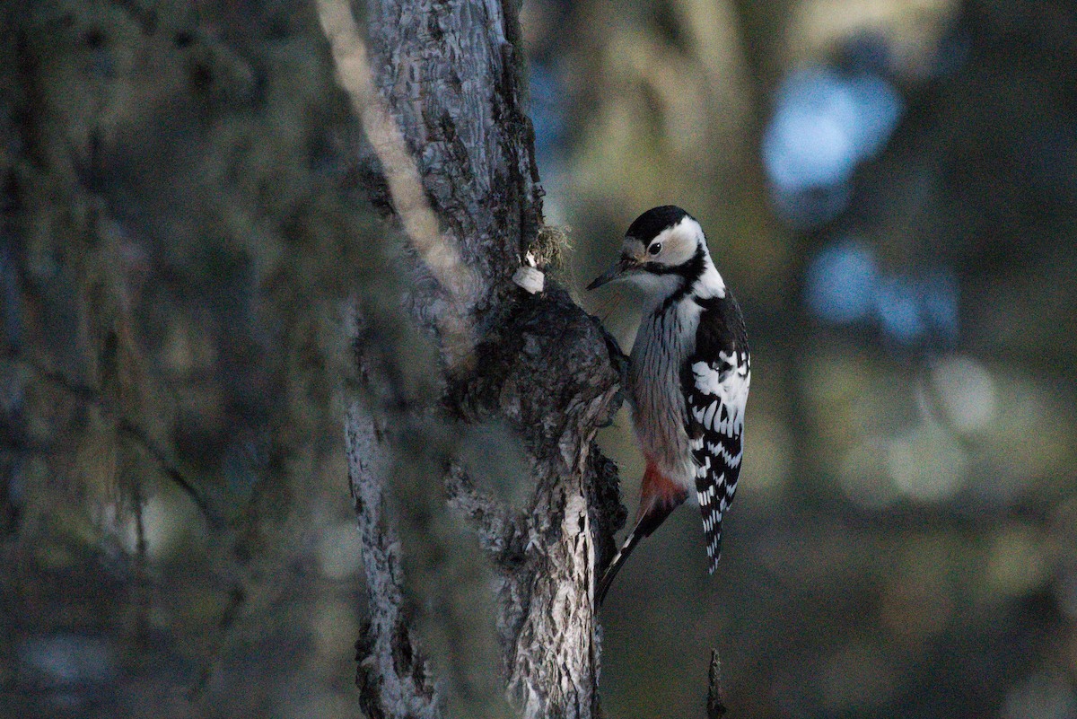 White-backed Woodpecker - Jugdernamjil Nergui