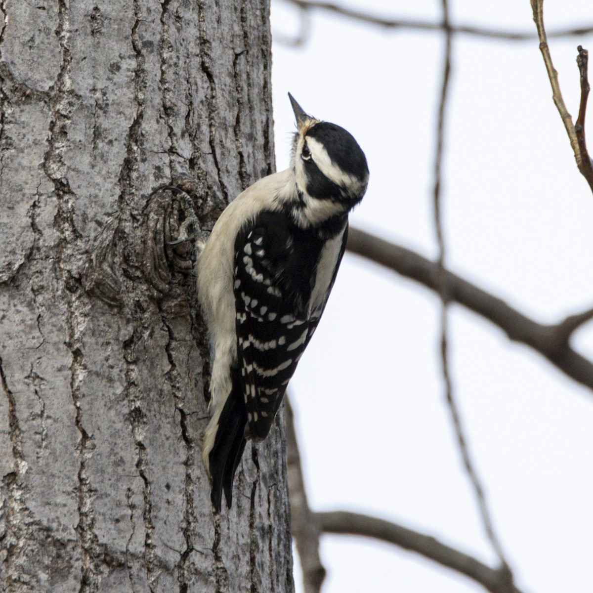 eBird Checklist 18 Dec 2022 Haverstraw Landfill, 513523 Beach Rd