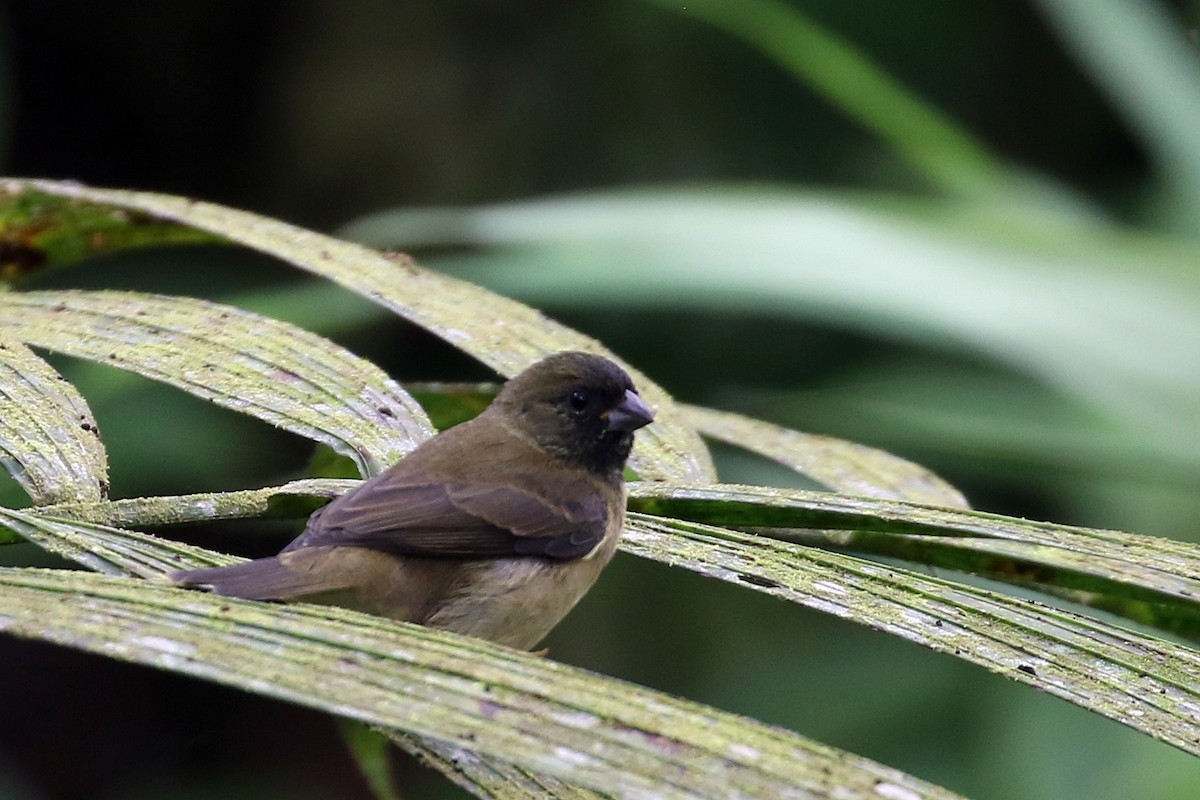 Variable Seedeater - ML514533081