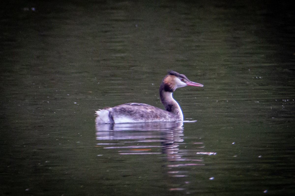 Great Crested Grebe - Olivier Lannoy