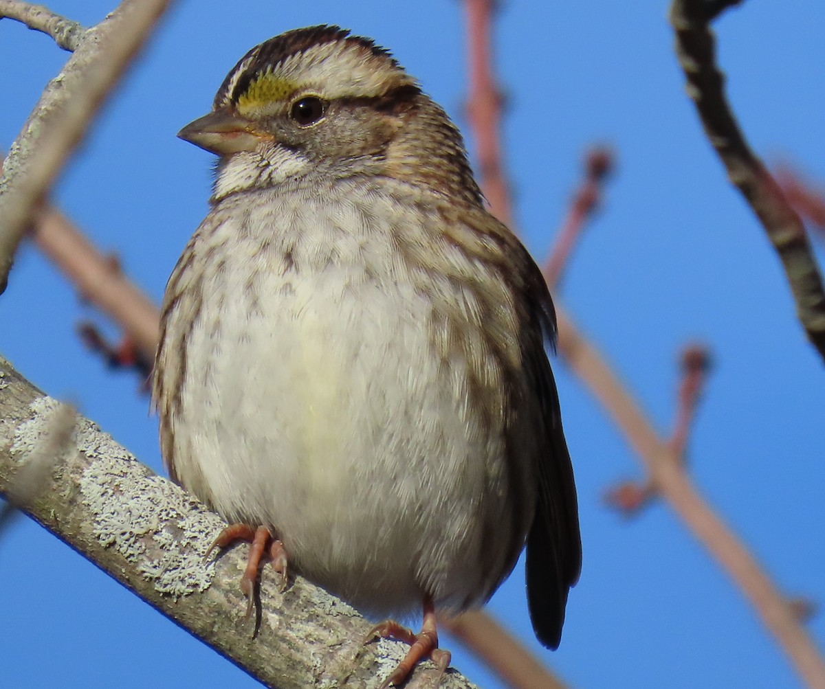 White-throated Sparrow - ML514537891