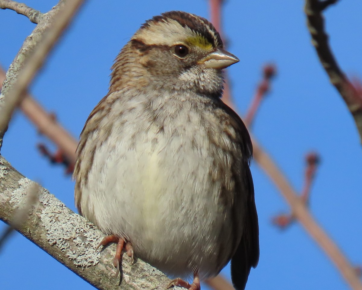 White-throated Sparrow - ML514537931