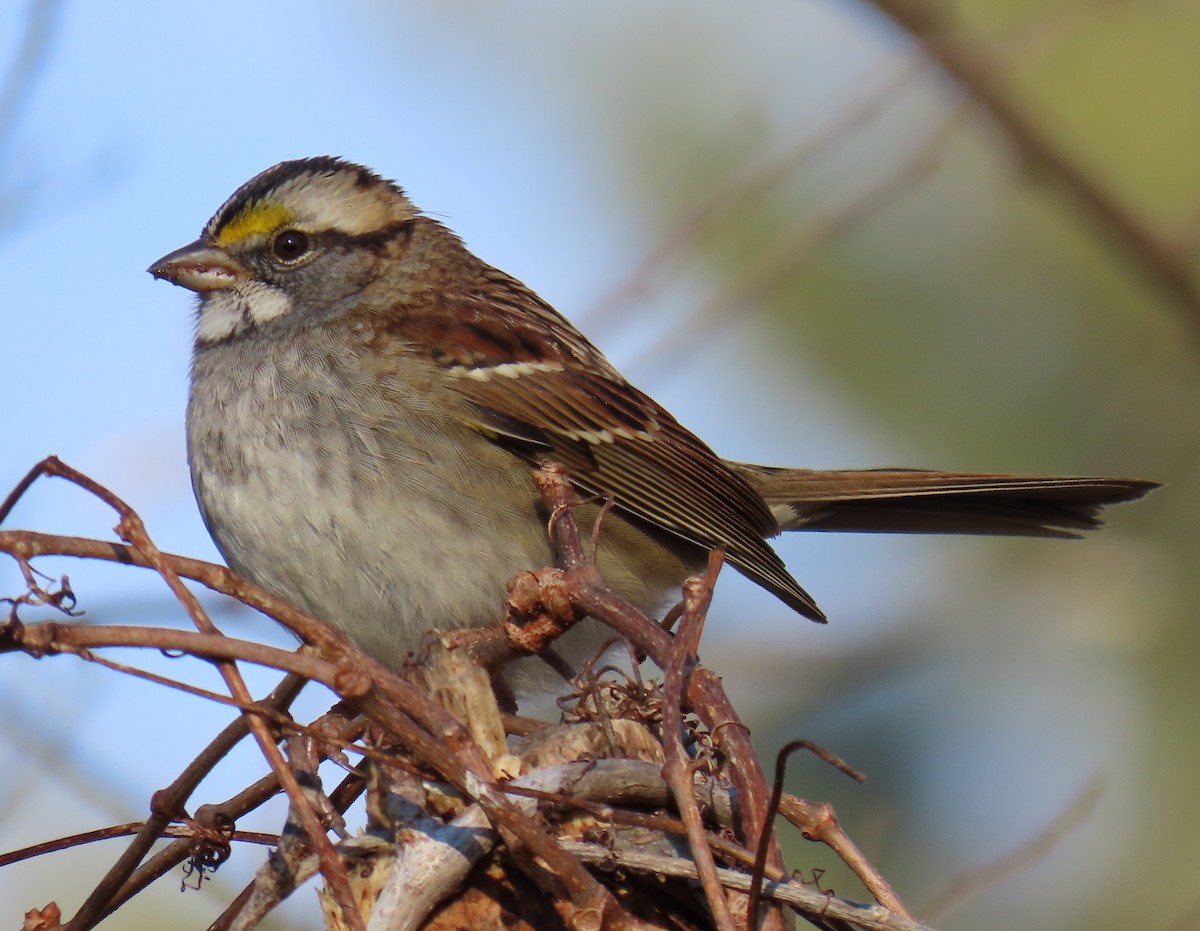 White-throated Sparrow - ML514537981