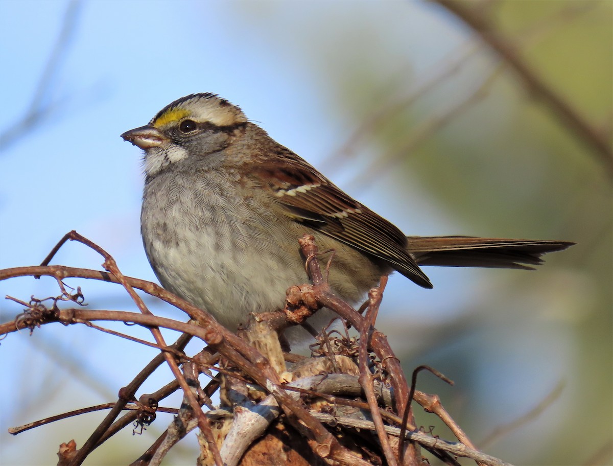 White-throated Sparrow - ML514538031