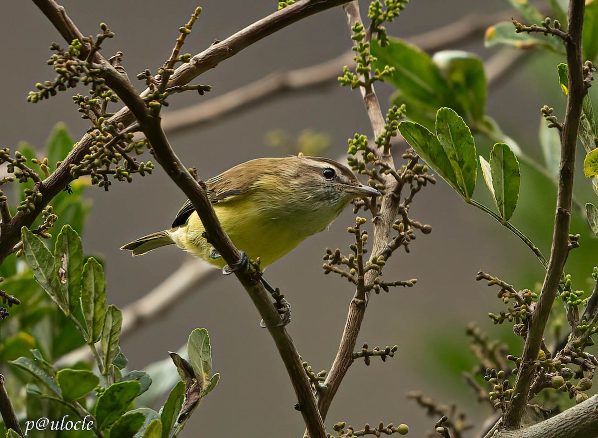 ML514542291 Brown-capped Vireo Macaulay Library