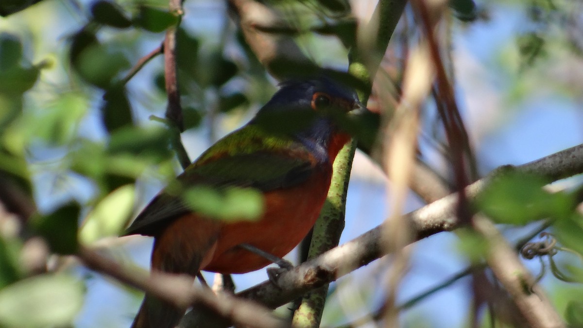 Painted Bunting - ML51454251