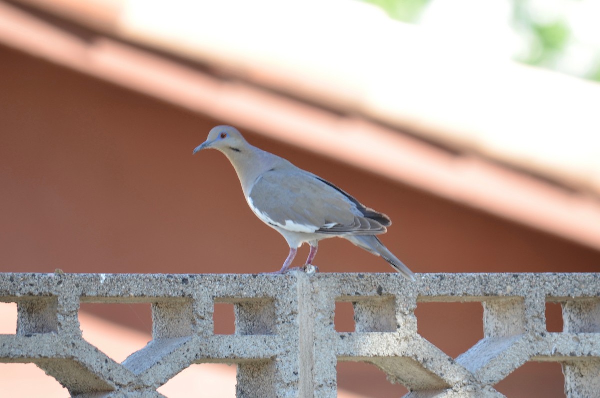 White-winged Dove - ML51454361