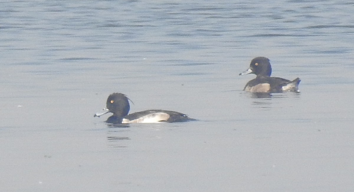 Tufted Duck - ML514548771