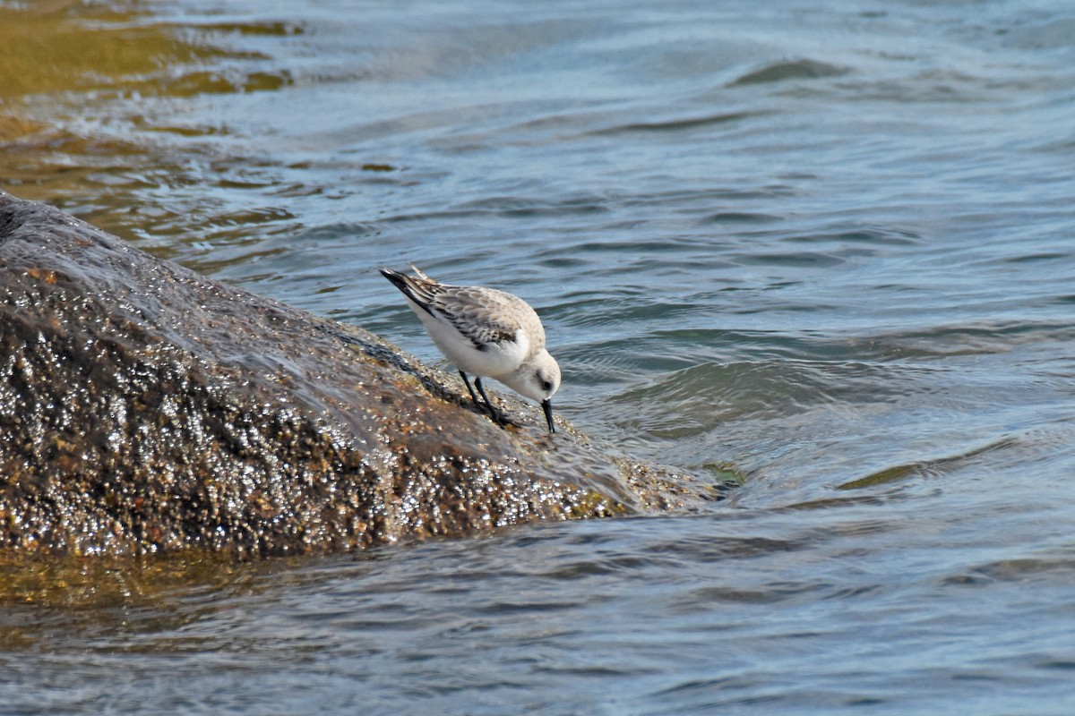 eBird Checklist - 17 Dec 2022 - Rudee Inlet - 15 species