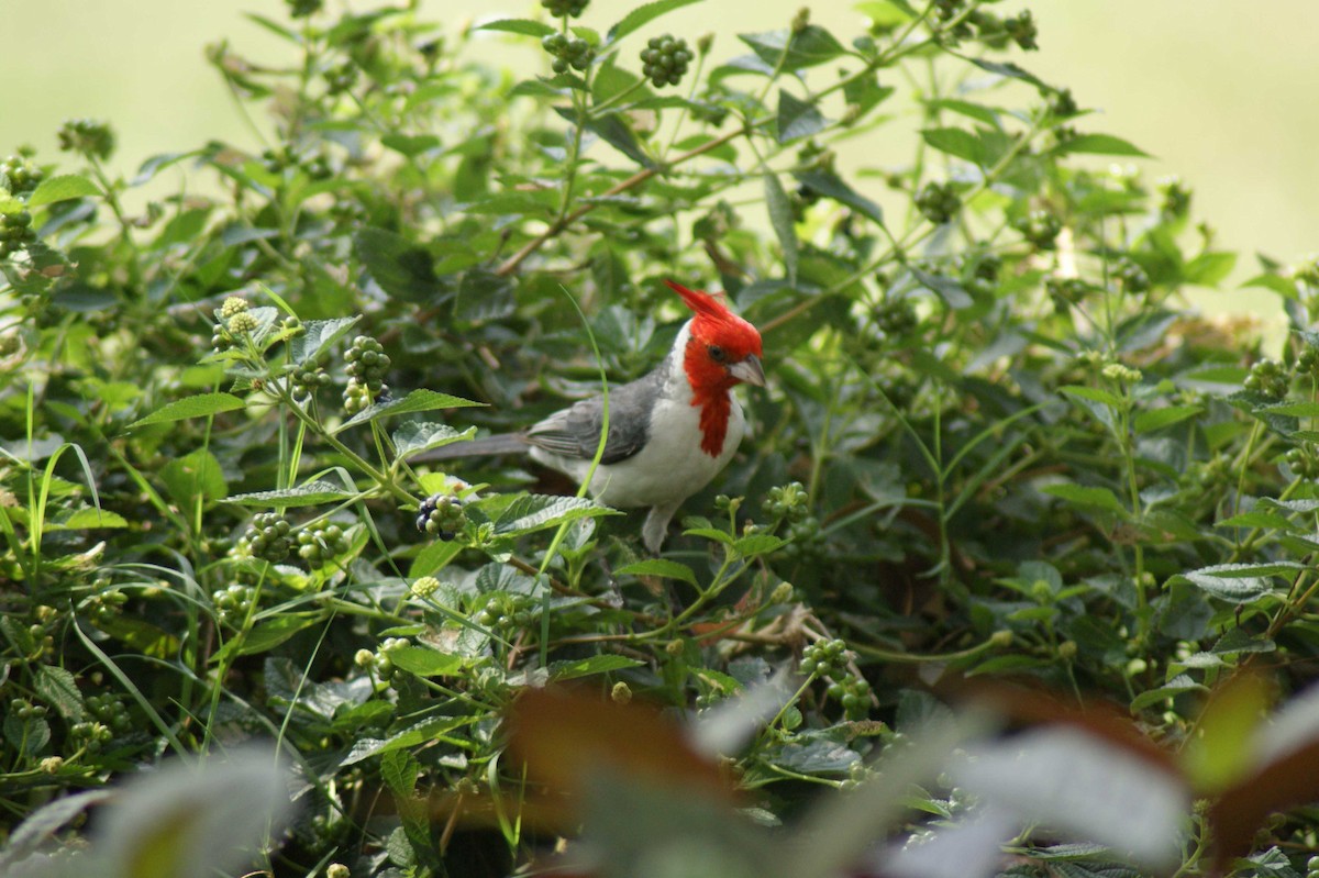 Red-crested Cardinal - Pedro Antonio Perez Fernandez