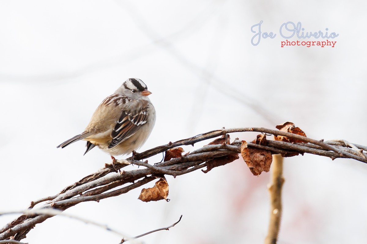 White-crowned Sparrow - ML514552051