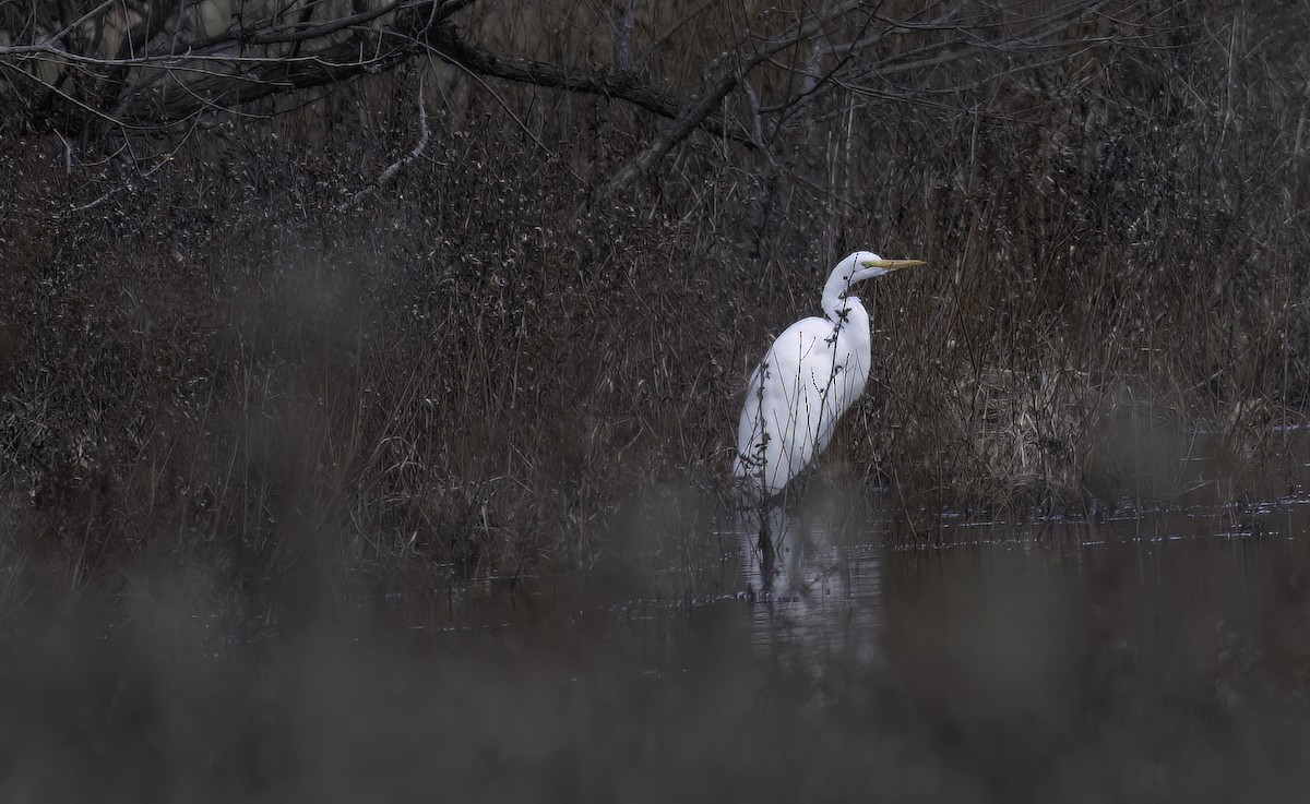 Great Egret - Anonymous