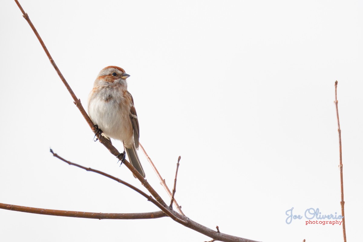 American Tree Sparrow - ML514552161