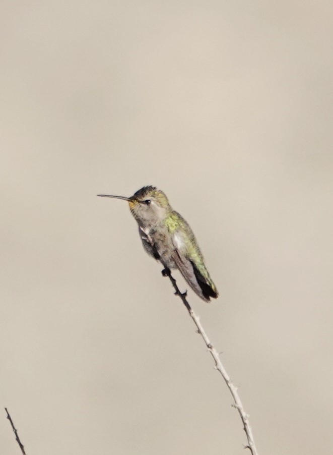 Anna's Hummingbird - ML514561931