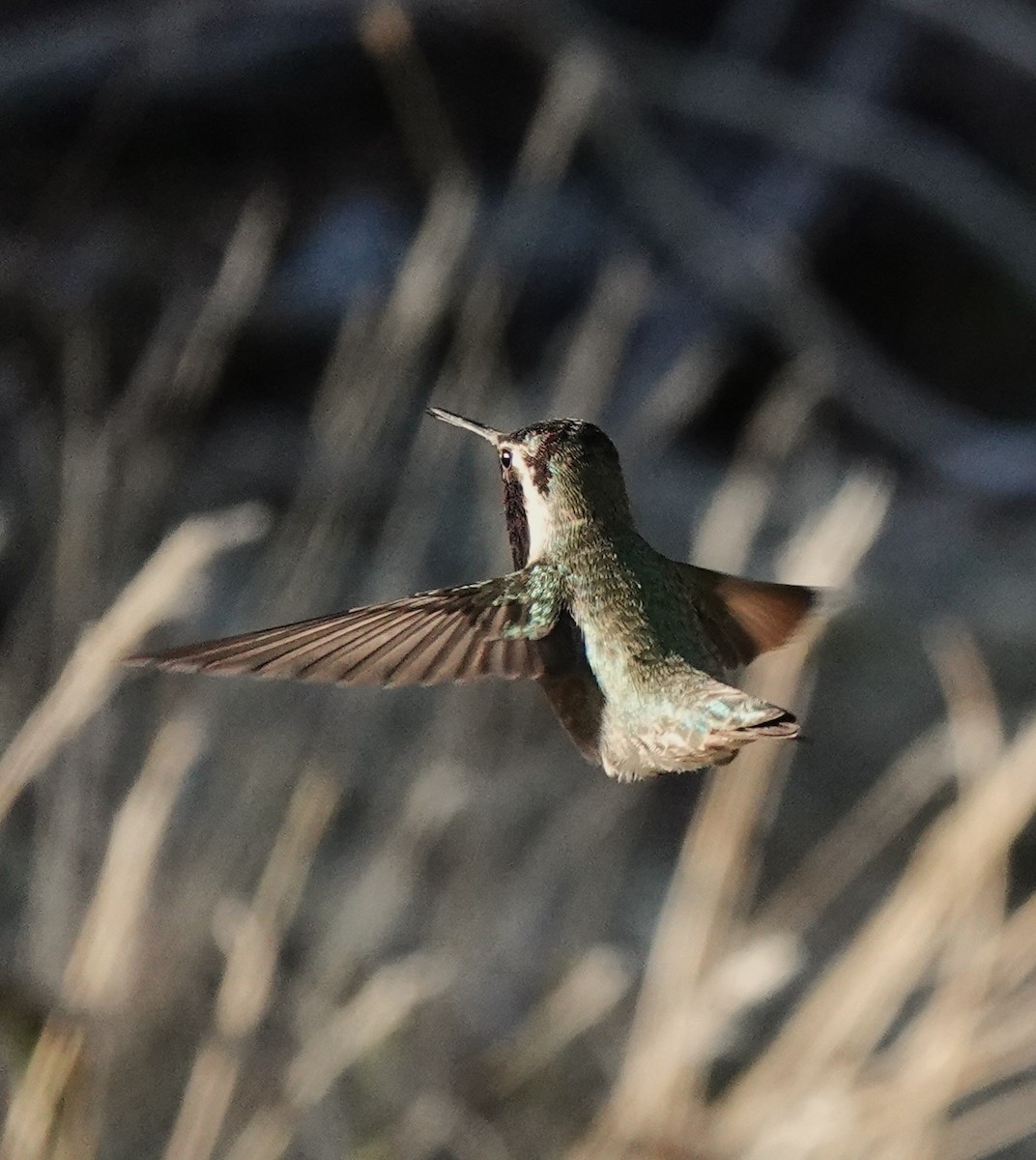 Costa's Hummingbird - Paul Evans